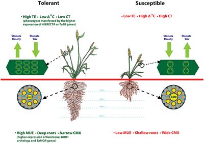 Drought Response in Wheat: Key Genes and Regulatory Mechanisms Controlling Root System Architecture and Transpiration Efficiency